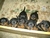 Offspring B